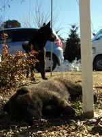 5.
そこで甲斐犬の赤ちゃんと出会う。